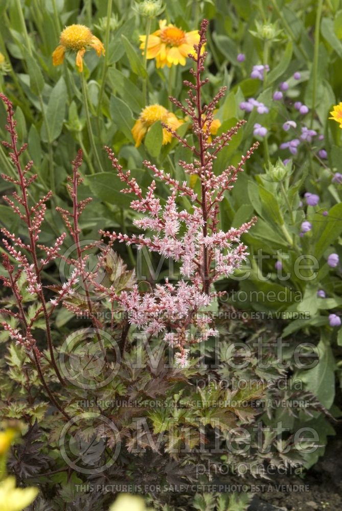 Astilbe Delft Lace (Astilbe) 1