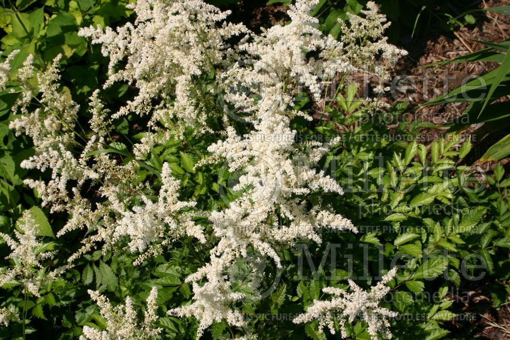 Astilbe Deutschland (Astilbe) 1