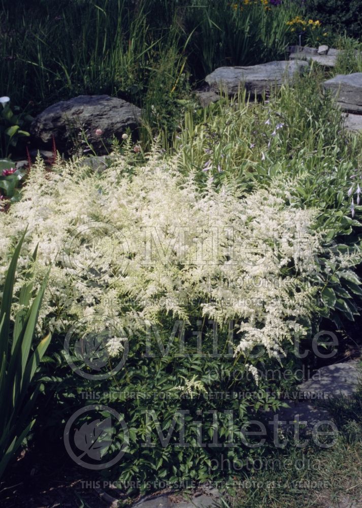 Astilbe Diamant (Astilbe) 1