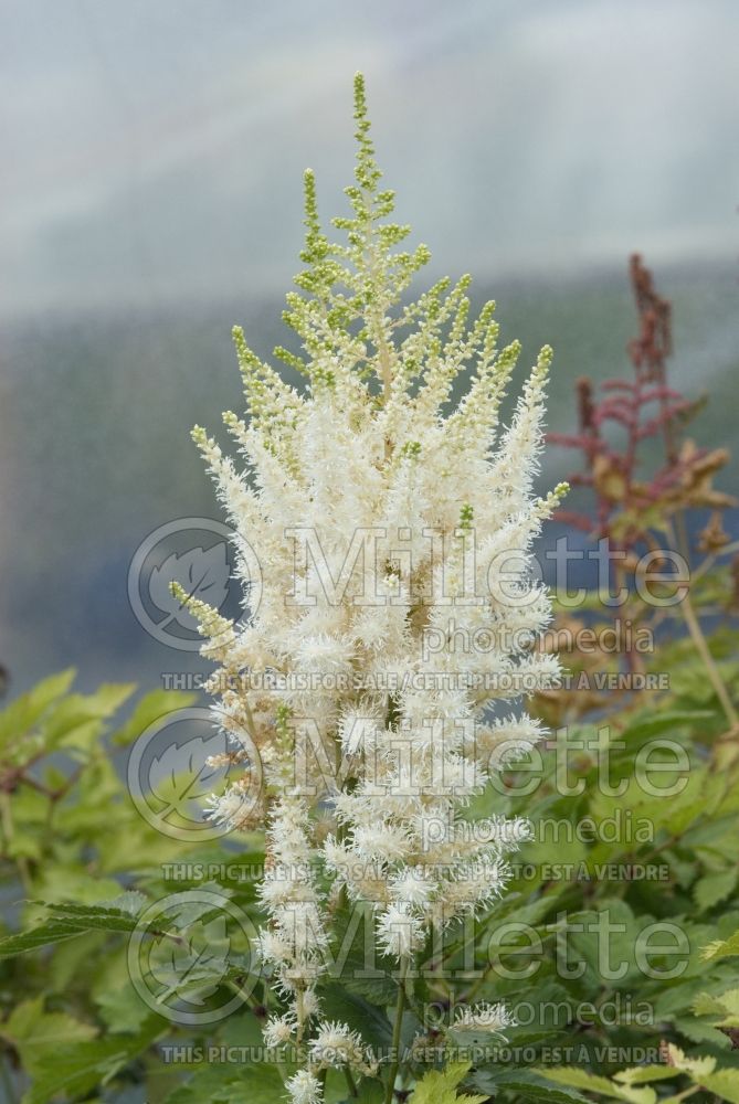 Astilbe Diamonds and Pearls (Chinese Astilbe) 4