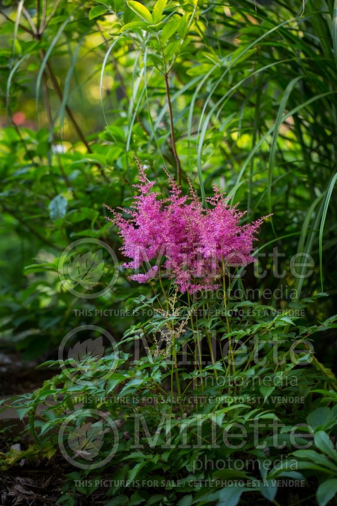 Astilbe Drum and Bass (astilbe) 1