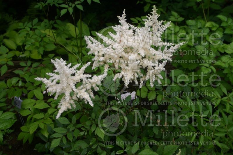 Astilbe Ellie (Astilbe)  1