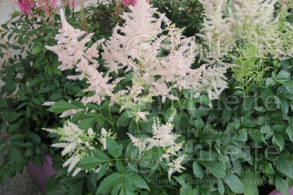 Astilbe Europa (Astilbe) 6 