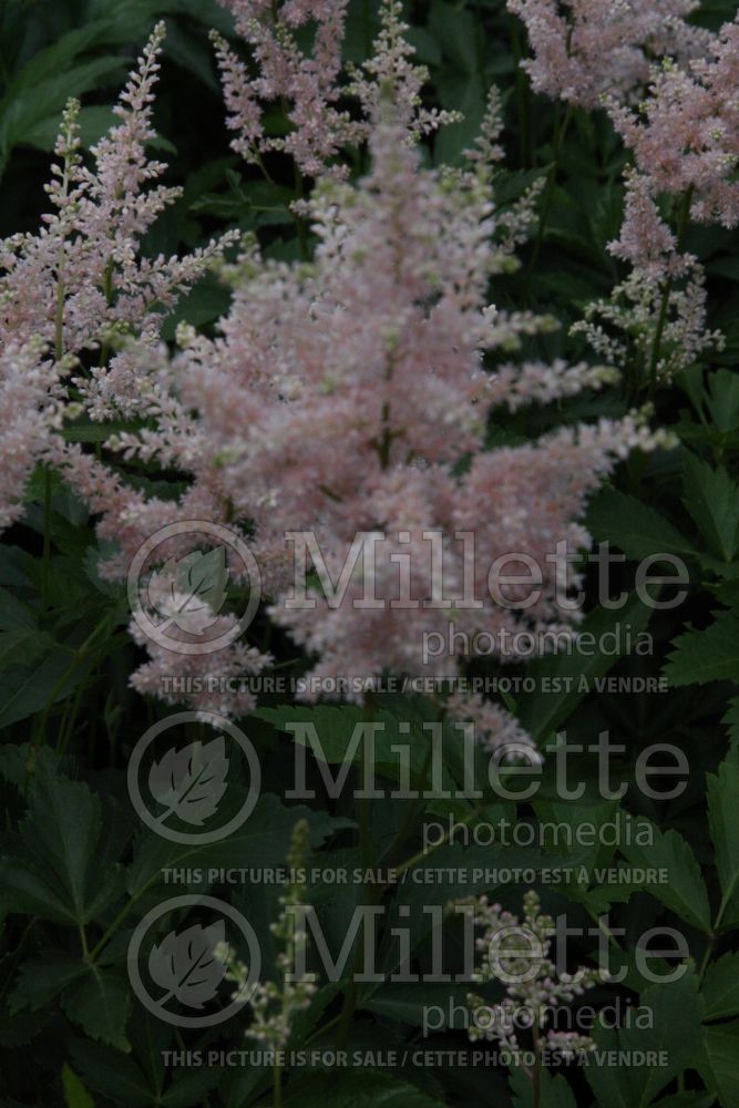 Astilbe Europa (Astilbe) 4 