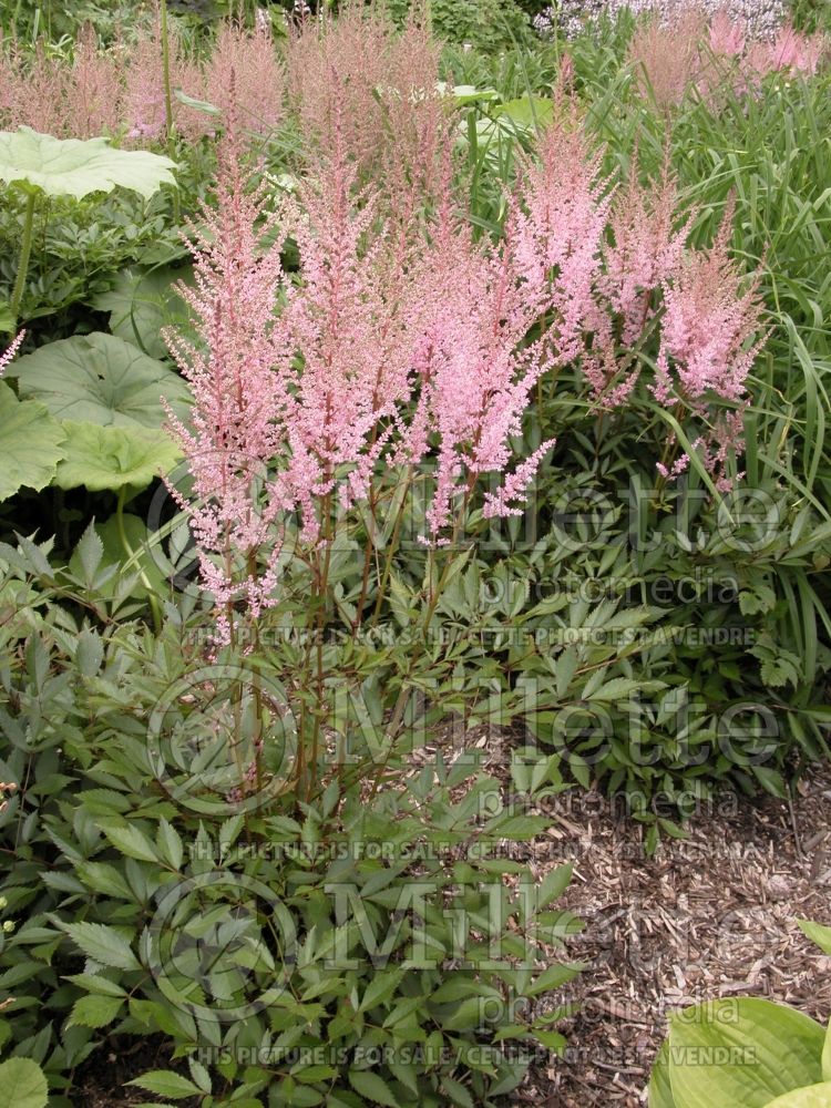 Astilbe Europa (Astilbe) 7 