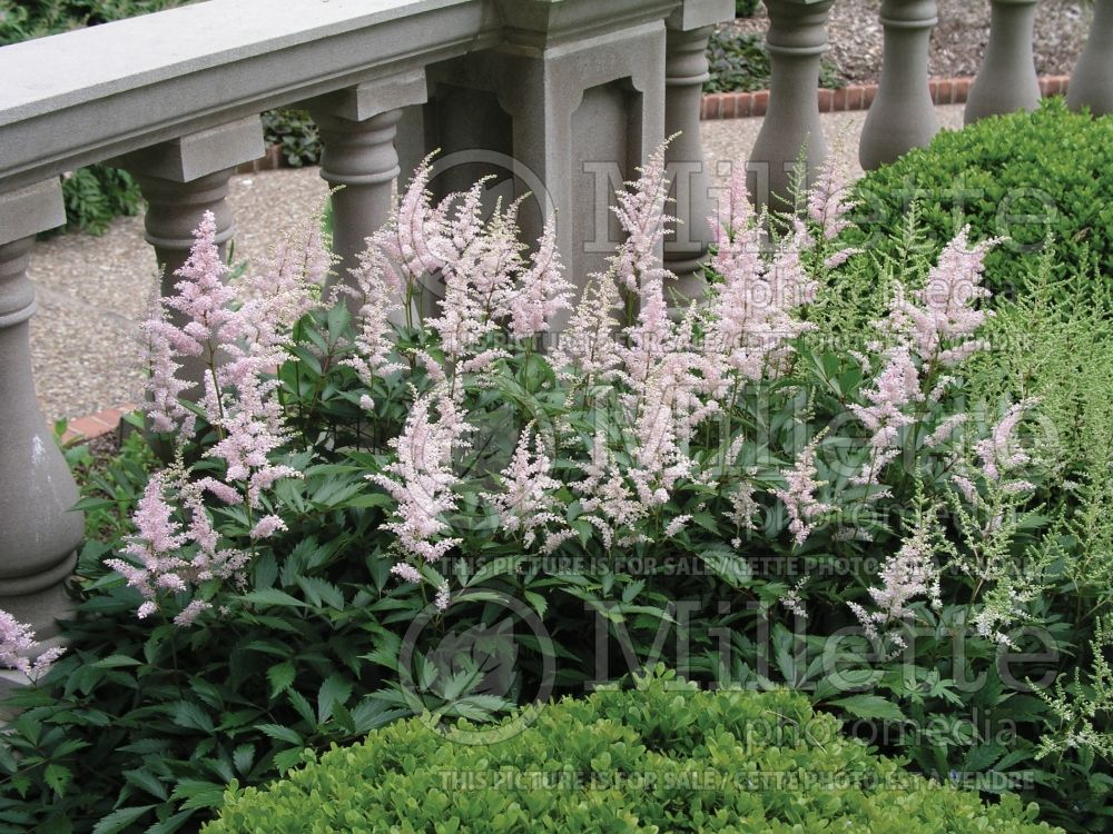 Astilbe Europa (Astilbe) 1 