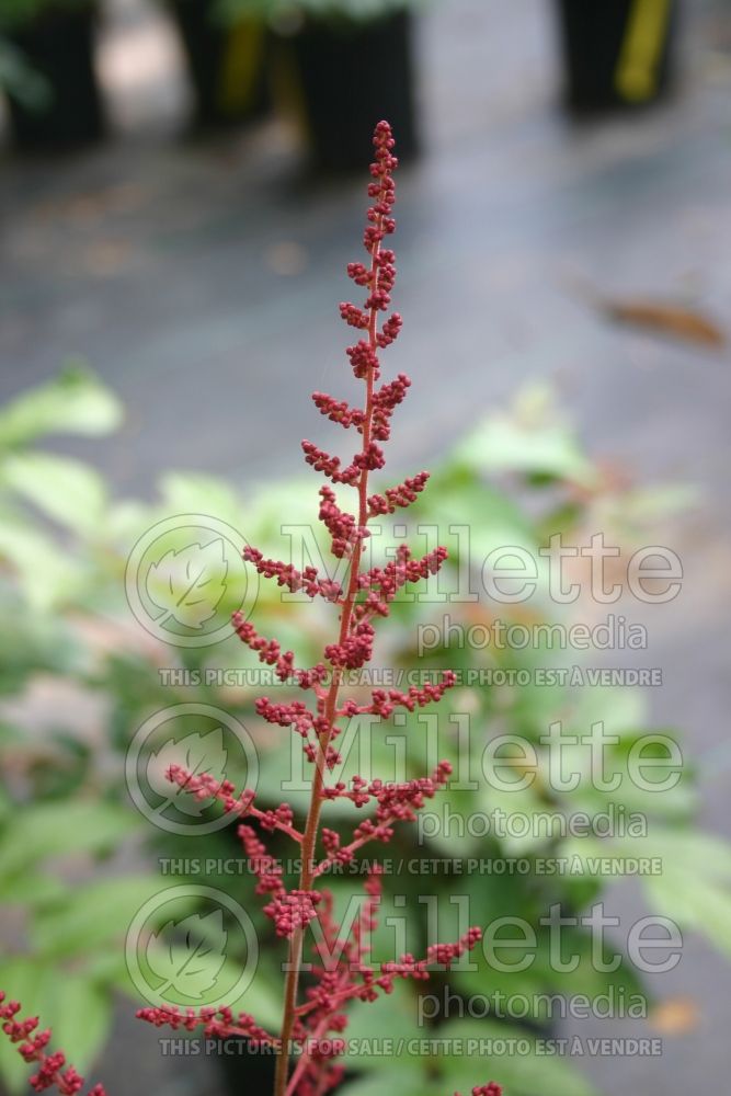 Astilbe Fire (Astilbe) 1 