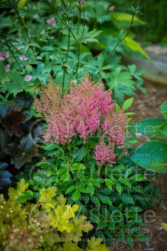 Astilbe Fireberry (Astilbe) 1