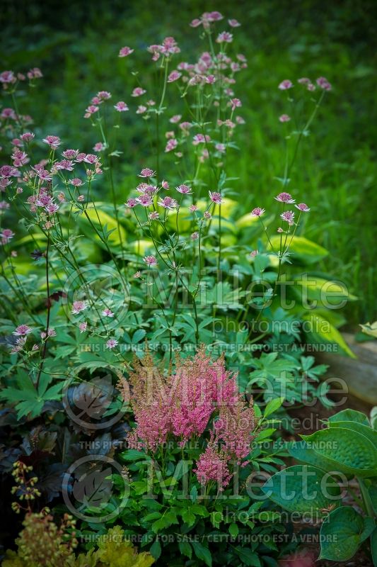 Astilbe Fireberry (Astilbe) 2