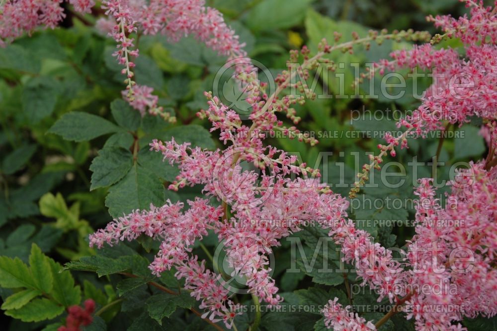 Astilbe Flamingo (Astilbe) 3 