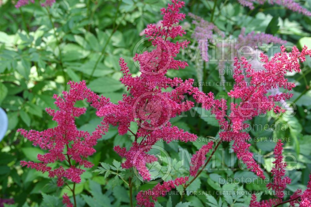 Astilbe Granat (Astilbe) 1 