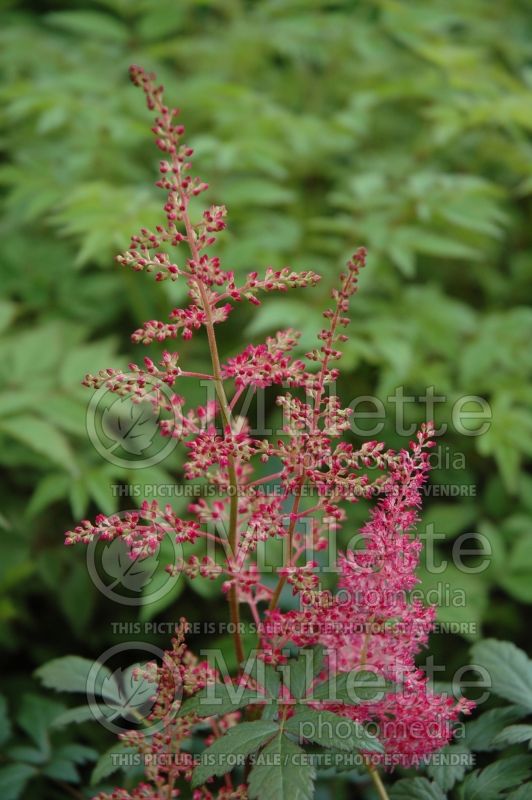 Astilbe Granat (Astilbe) 2 