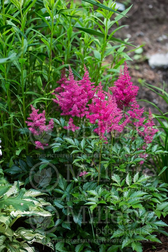 Astilbe Dusseldorf (False Spirea, Astilbe) 1