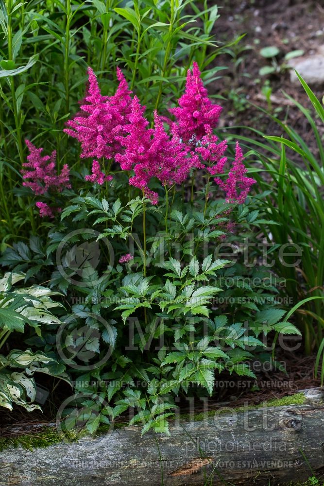 Astilbe Dusseldorf (False Spirea, Astilbe) 2