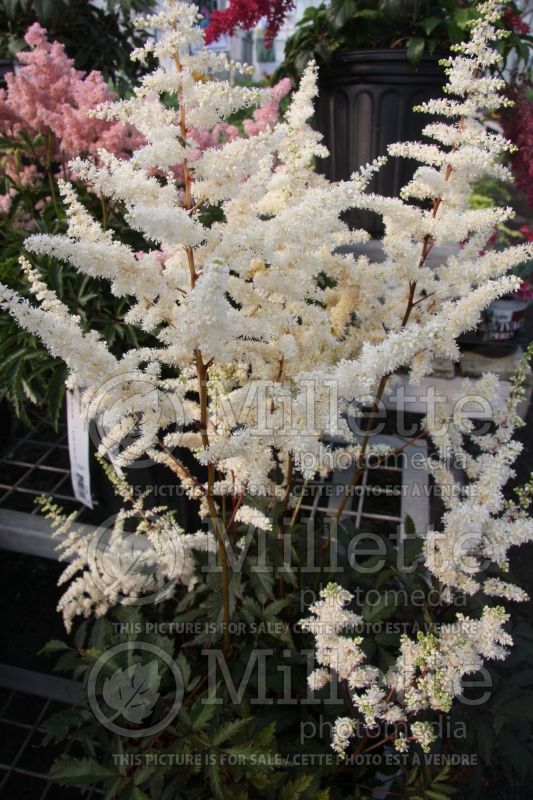 Astilbe Ellie (Astilbe)  5