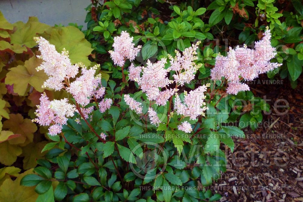 Astilbe Europa (Astilbe) 14 