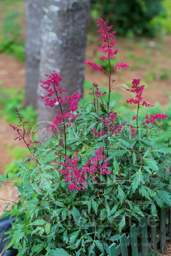 Astilbe Montgomery (False Spirea, Astilbe) 1