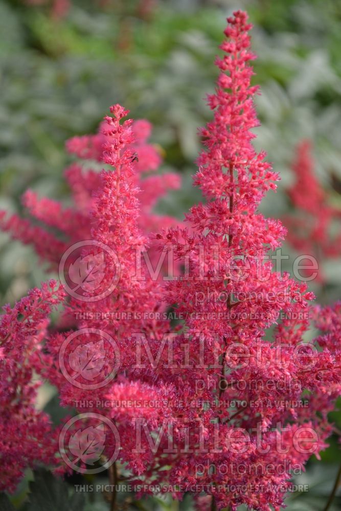 Astilbe Montgomery (False Spirea, Astilbe) 2