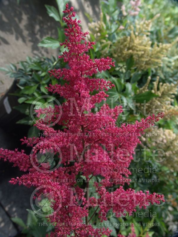 Astilbe Montgomery (False Spirea, Astilbe) 4