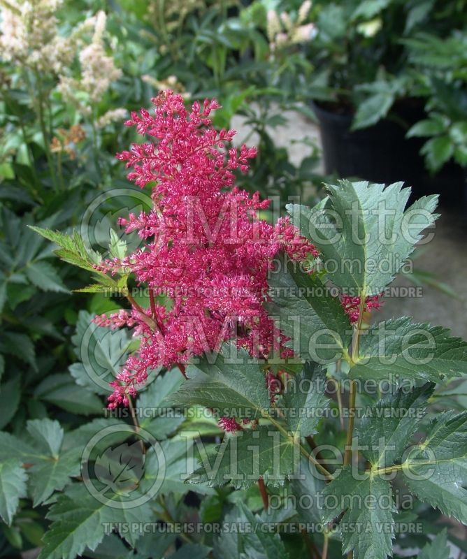 Astilbe Montgomery (False Spirea, Astilbe) 5