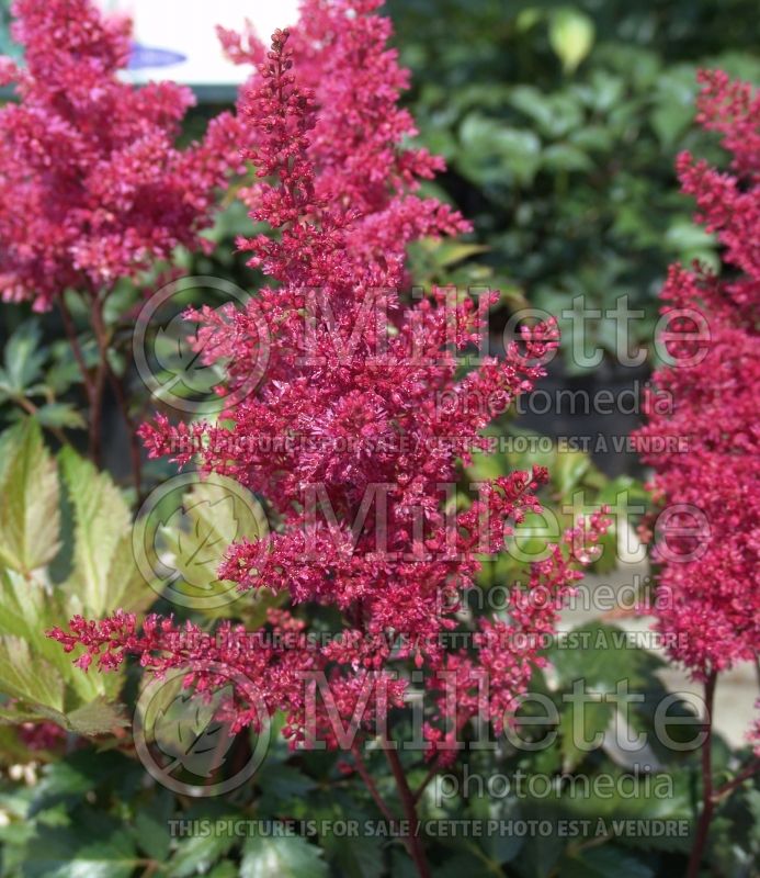 Astilbe Montgomery (False Spirea, Astilbe) 7