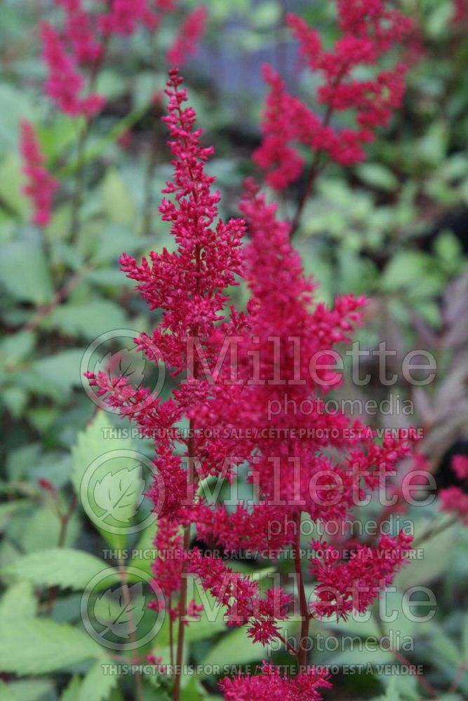 Astilbe Red Sentinel (Astilbe) 4 