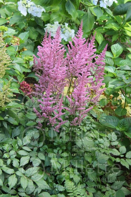 Astilbe Rheinland (False Spirea, Astilbe) 2