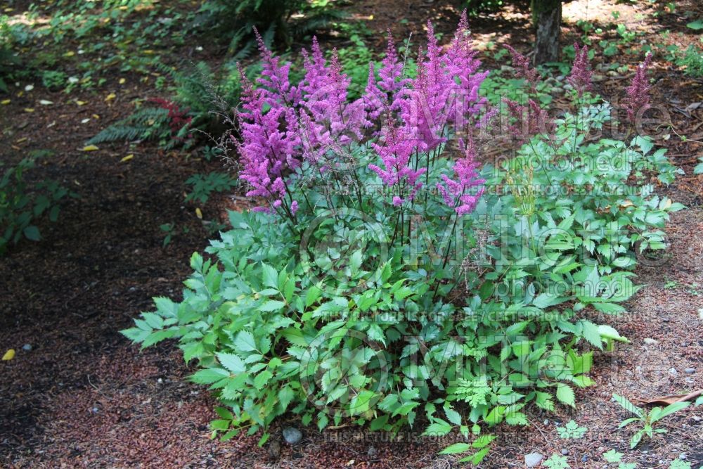 Astilbe Rheinland (False Spirea, Astilbe) 1