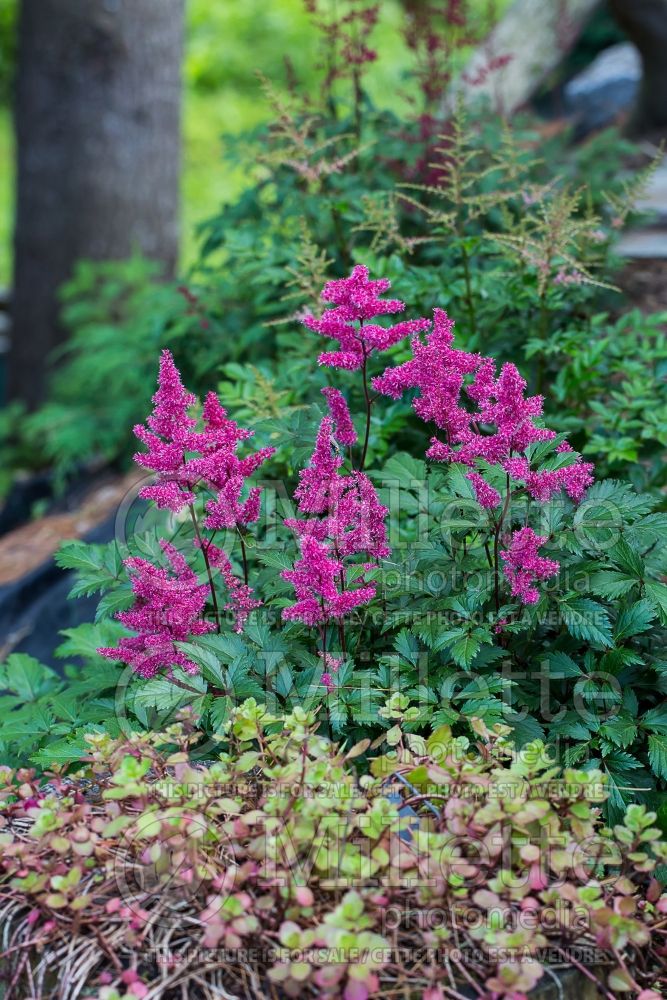 Astilbe Vesuvius (Astilbe) 2