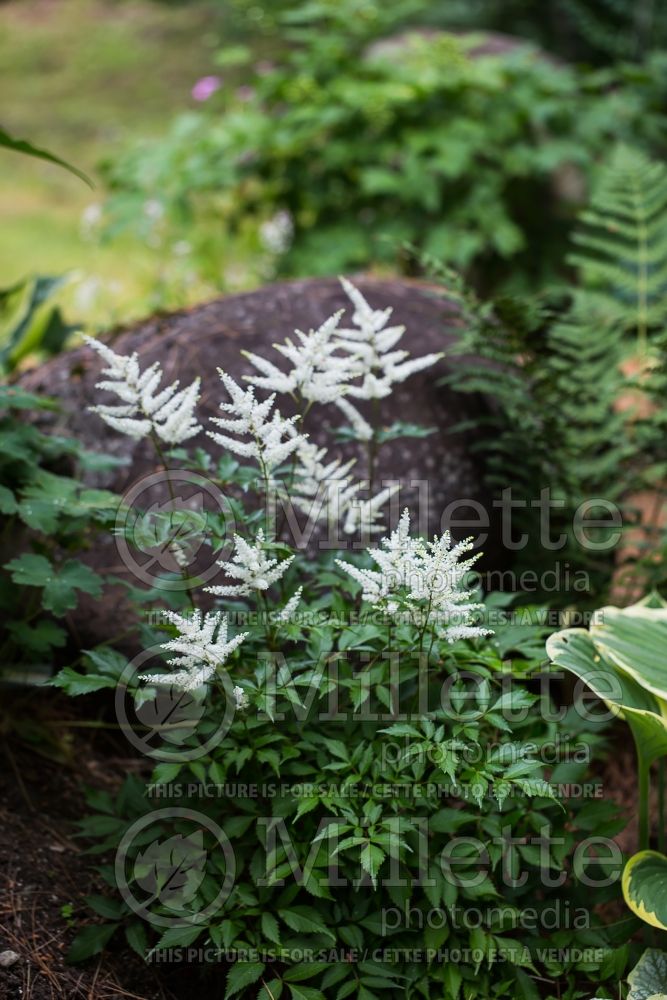 Astilbe Washington (False Spirea, Astilbe) 2