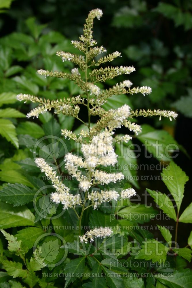 Astilbe Washington (False Spirea, Astilbe) 1