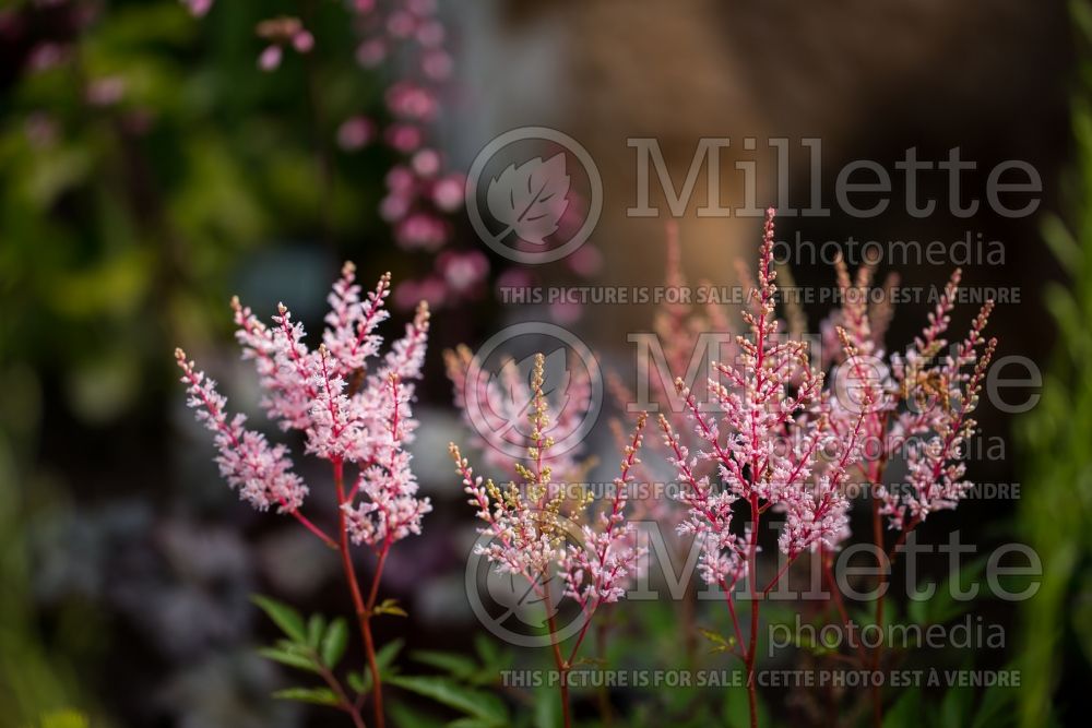 Astilbe Look at Me (astilbe) 4