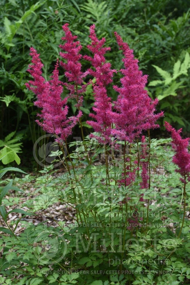 Astilbe Mighty Chocolate Cherry (Chinese Astilbe) 1