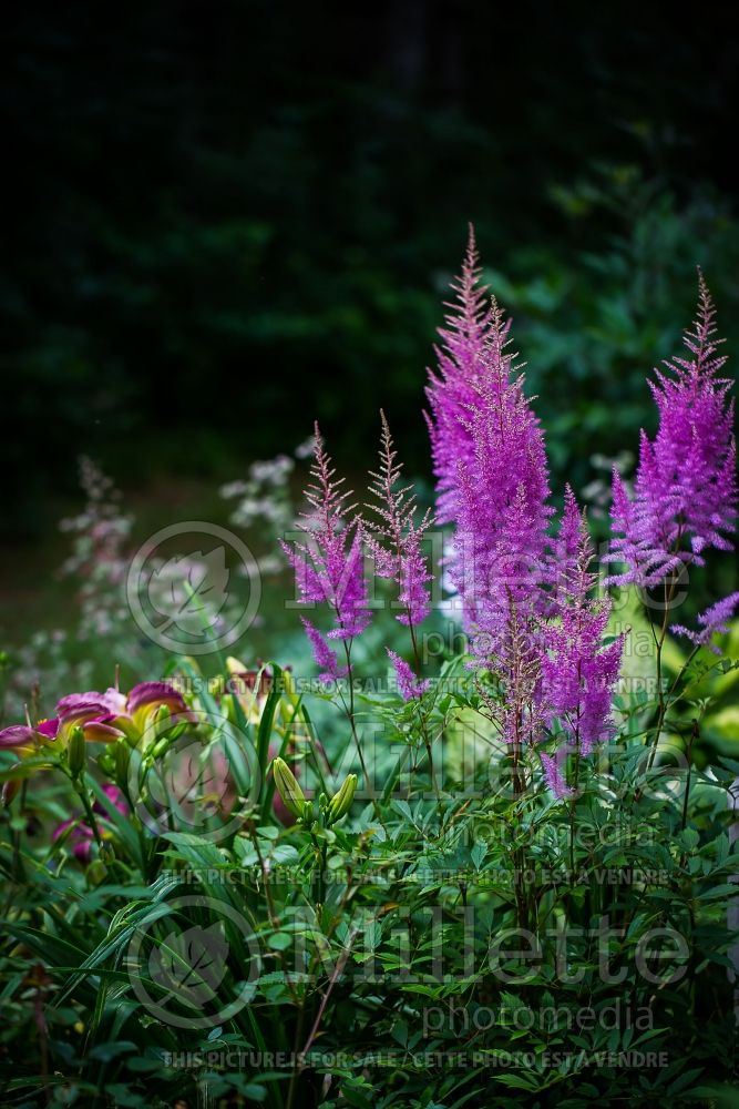 Astilbe Nemo (Chinese Astilbe)  1