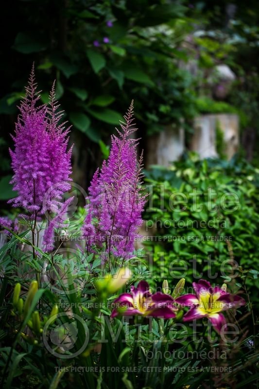 Astilbe Nemo (Chinese Astilbe)  2