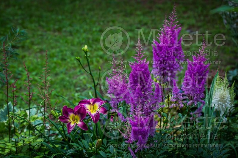 Astilbe Nemo (Chinese Astilbe)  3