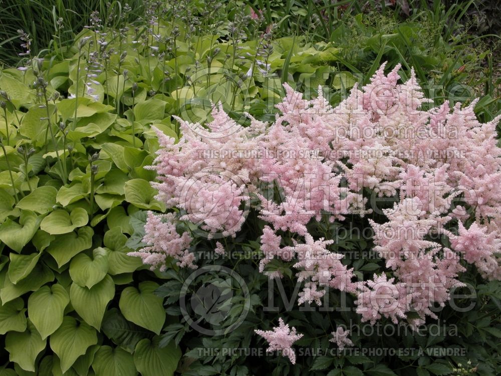 Astilbe Peach Blossom (Astilbe) 1