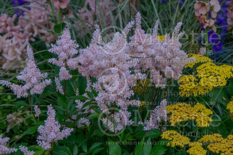 Astilbe Peach Blossom (Astilbe) 4