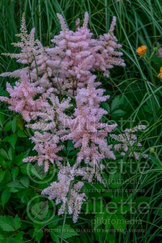 Astilbe Peach Blossom (Astilbe) 5