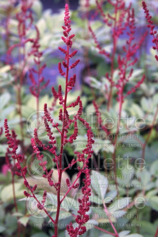 Astilbe Radius (Chinese Astilbe)  2