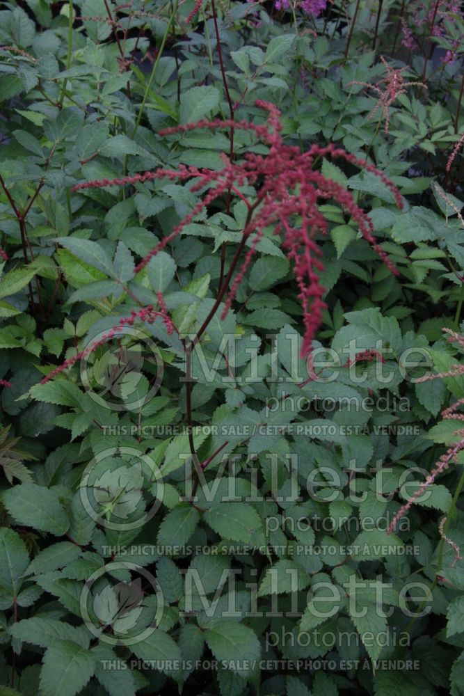 Astilbe Red Charm or Rote Straussenfeder (False Spirea, Astilbe) 1