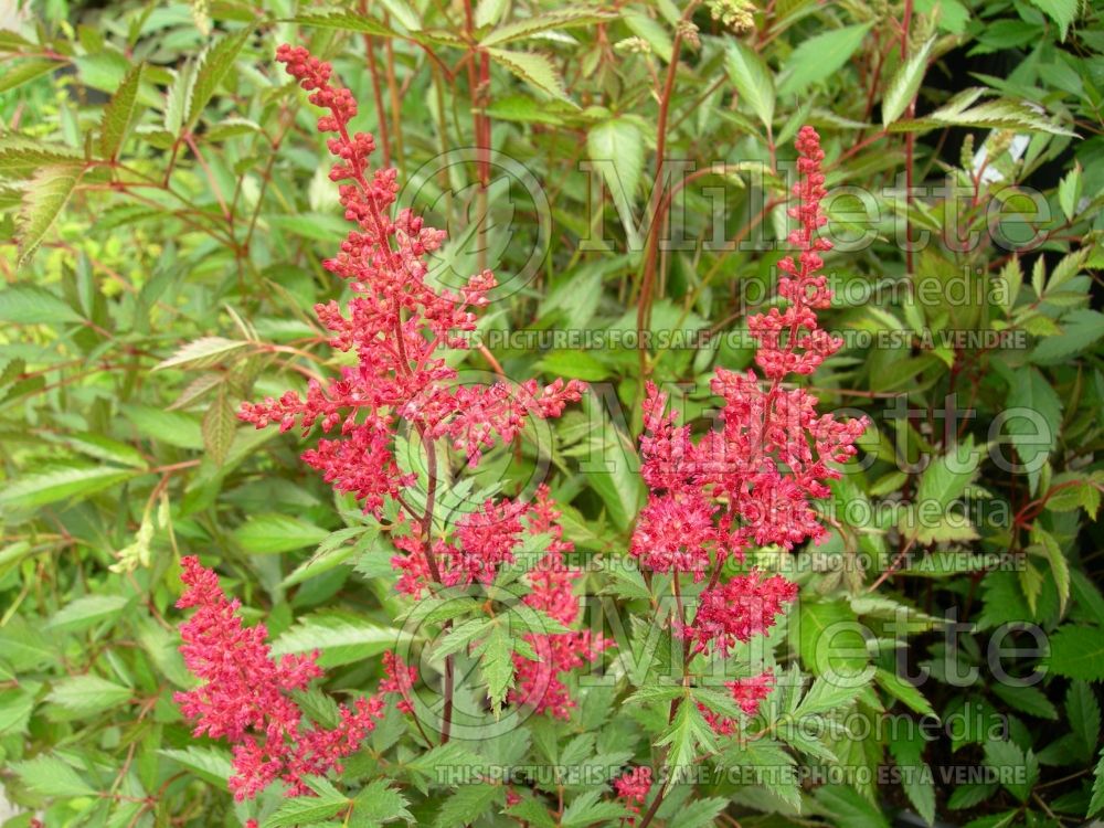 Astilbe Red Sentinel (Astilbe) 2 