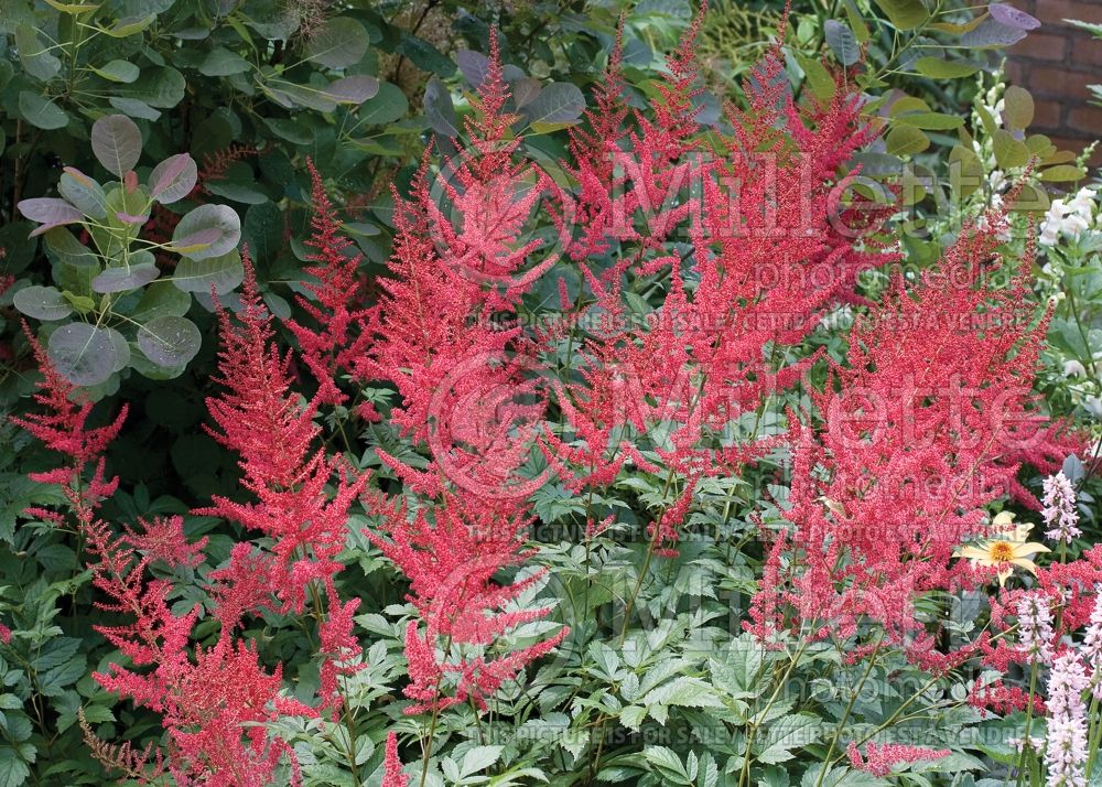 Astilbe Red Sentinel (Astilbe) 3 