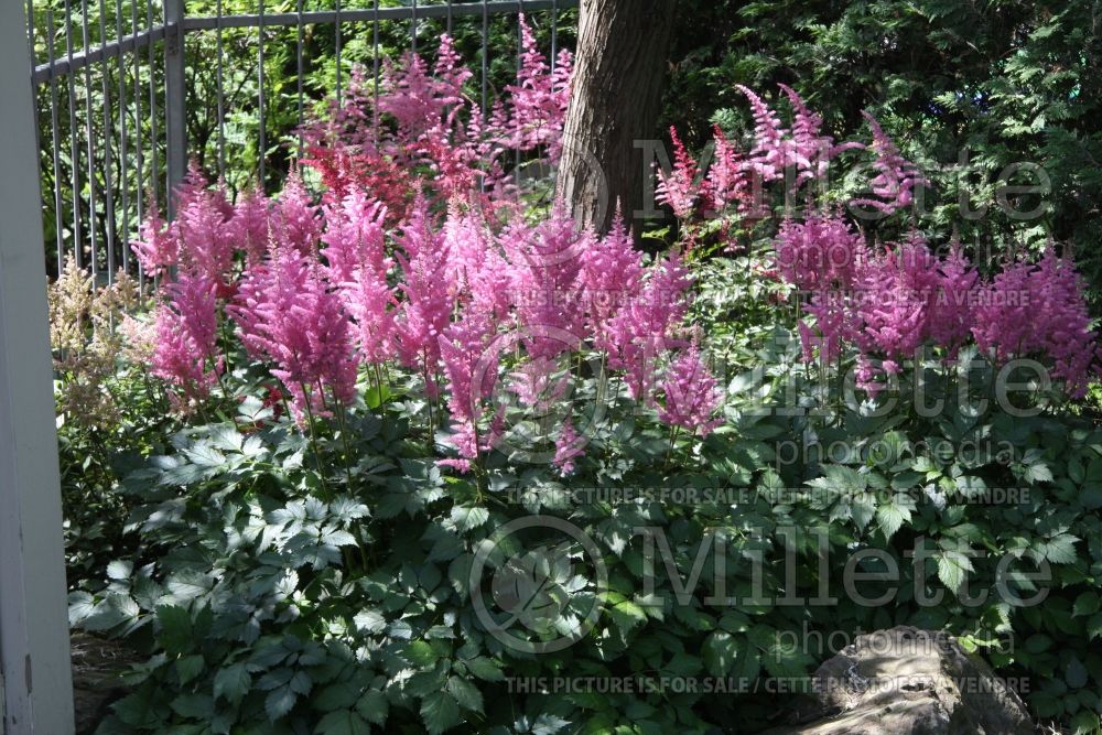 Astilbe Rheinland (Astilbe) 4