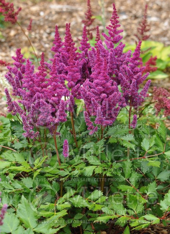 Astilbe Rhythm and Blues (Astilbe) 3 