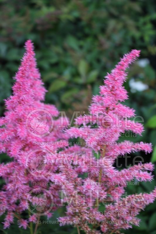 Astilbe Rise and Shine (Astilbe) 1