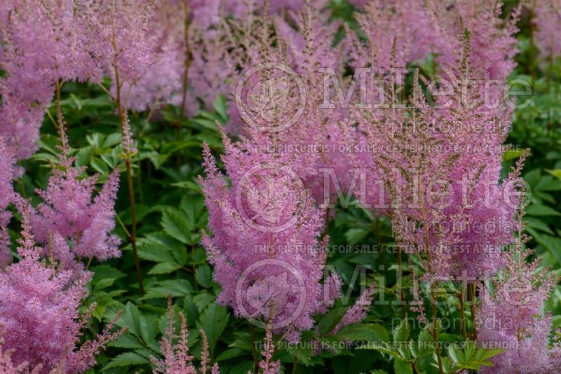 Astilbe Salmon Queen (Astilbe) 1 