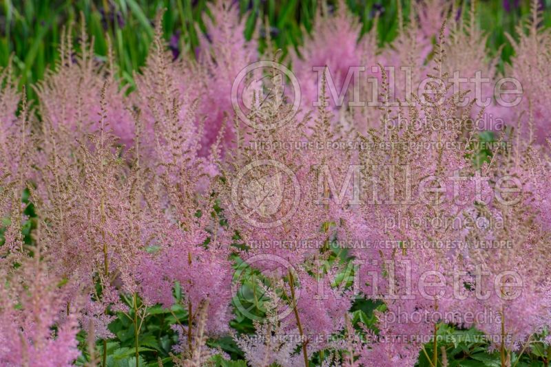 Astilbe Salmon Queen (Astilbe) 2 