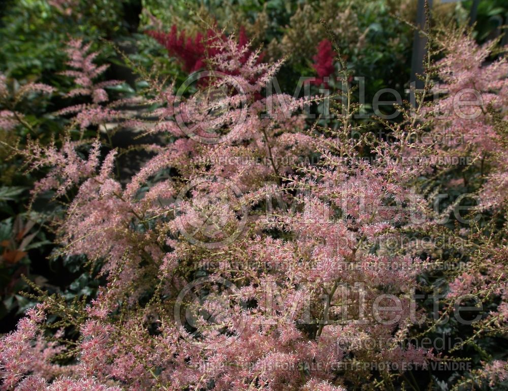 Astilbe Hennie Graafland (Astilbe) 2 