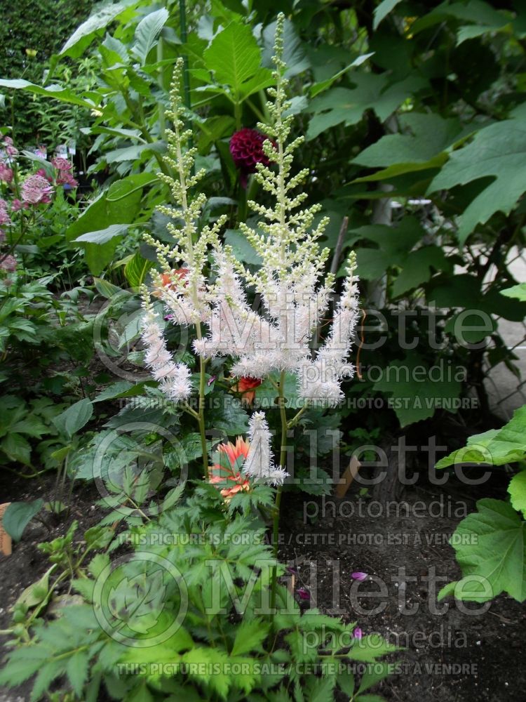 Astilbe Milk and Honey (Astilbe) 4